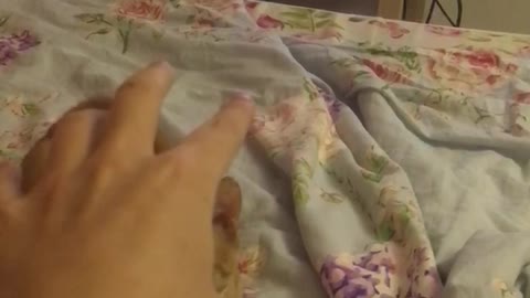 Funny cat attacks hand