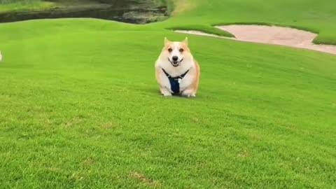 Playing frisbee