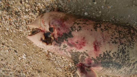 The carcass of a dead Dolphin washed up on a beach