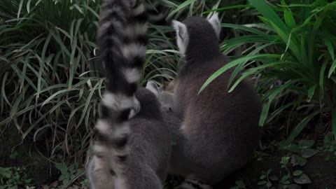 AWW SO CUTE!!! BABY PANDAS Playing With Zookeeper | Funny baby pandas | Baby panda falling