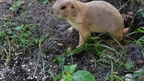 Doggo and Gopher Play in Yard