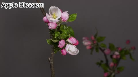 Apple Blossom