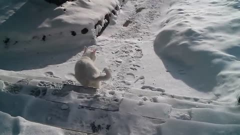 Cat hates cold