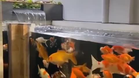 Koi fish pond