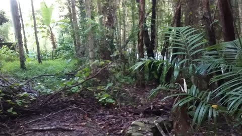 17.1.2024 Anzac Park, Kuranda