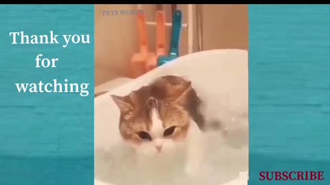 Funny Animals And Cute Pets 1