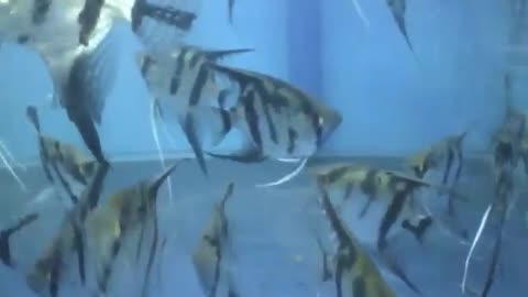 Freshwater angelfish in the aquarium store, they have cute black stripes [Nature & Animals]