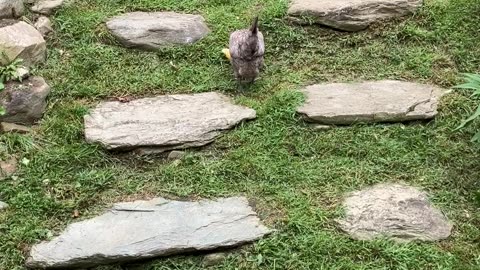 Chicken Corn Toss: In The Beginning