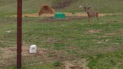 Early velvet bucks!