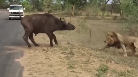 Lion attack Buffalo in front of tourists 🔥