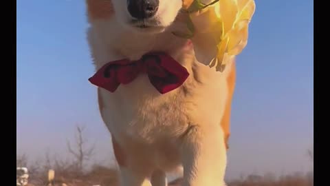 A gentleman's corgi