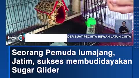 Seorang Pemuda lumajang, Jatim, sukses membudidayakanSugar Glider