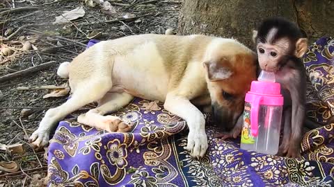 Adorable Dogs take care of monkey baby when its sleeping