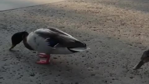 Feeding a Pair of Ducks