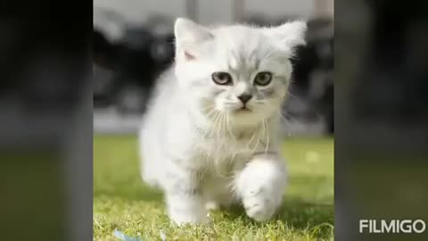 Cute cat cute and #funny videos