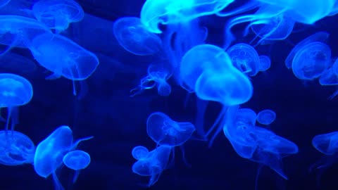 Blue Jelly fish moving in water