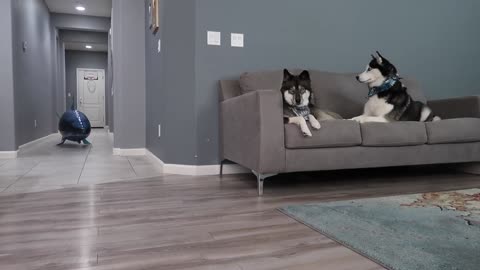 Husky Pranked By Floating Shark!