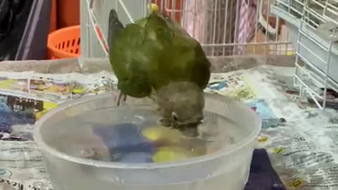 Parrot Smashing Water