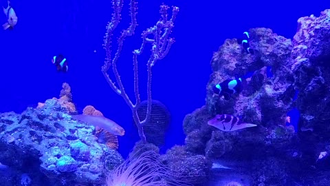 Saltwater aquarium