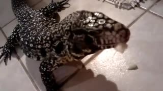 Panda the Tegu