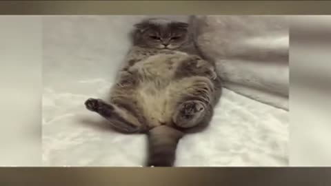 Funny cat compilation, funny cat videos, funny videos