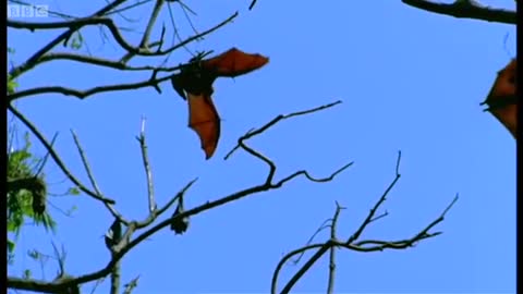 Mating Fruit Bats | Wild Indonesia | BBC Earth