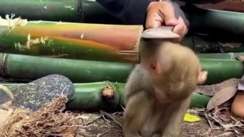 Rescue the poor hungry baby monkey