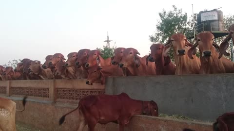 Cattles at a farm