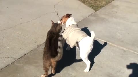 Funny cats vs dogs video compilation