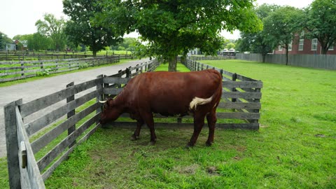 An afternoon at Greenfield Village (a couple pix from Ford factory tour also).