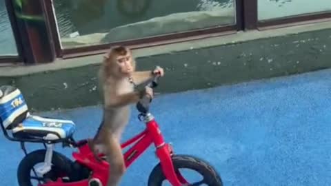 monkey who likes to ride a bicycle