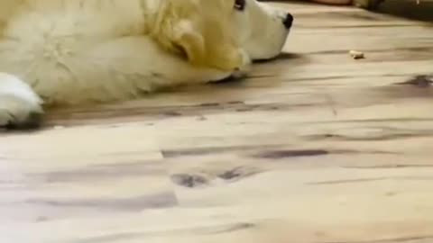 Cute funny dog