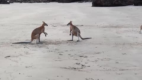 Crazy kangaroo fight on beach!!