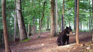 The Woods - 07/14/2021 Bear