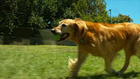 ⁣JUST FOR PETS TENNIS BALL LAUNCHER never bend down to pick up