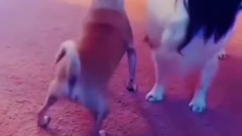 Dog funny video