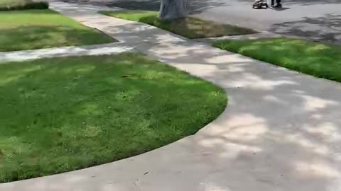 A woman walks her turtle on a leach down a street in santa monica.