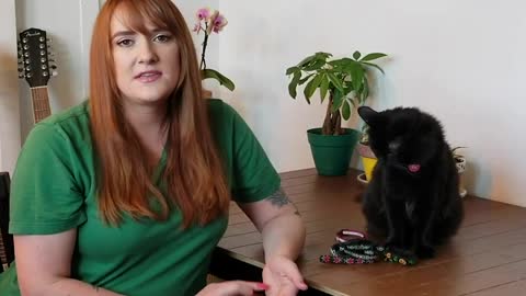 Training Tips_ Collars and IDs for Cats!