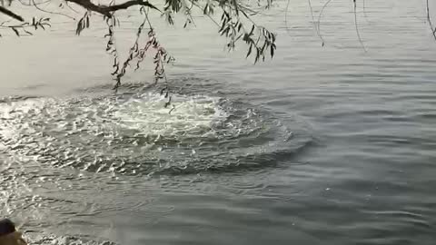 Man Jumping In The River