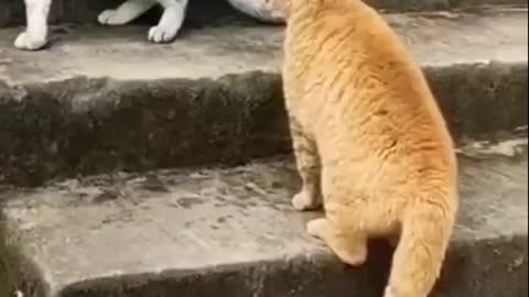 Street Cat videos Cat fight Cute Cats fight with sounds