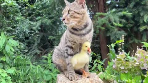 cat protecting chicken