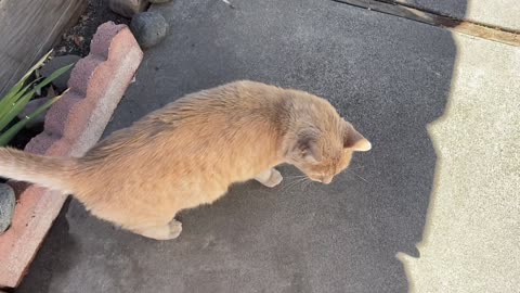 Trixie Kat TV: Zues Meowing on Driveway and Patio