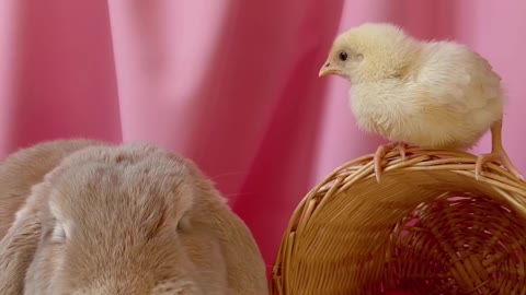 cute and adorable bunny being accompanied by cute chicks