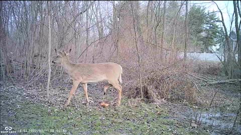 Backyard Trail Cam - Two deer