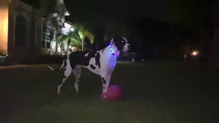 Lit Up Great Dane Has Fun Chasing Jolly Ball At Night