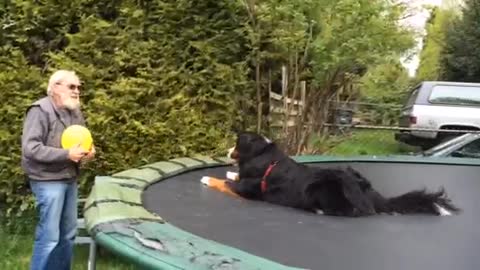 Man and Dog Play Back and Forth Balloon Game