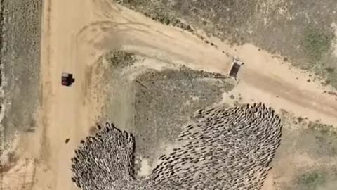 Sheep being guided through a gate with the assistance of sheep dogs