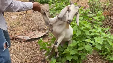 Funny Goat, cute goat Ep4