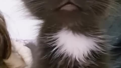 Animal# funny #video