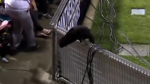 Black cat runs on field AND SCORES A GOAL